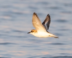 Charadrius marginatus
