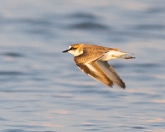 Charadrius marginatus