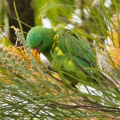 Trichoglossus chlorolepidotus