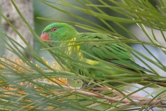 Trichoglossus chlorolepidotus