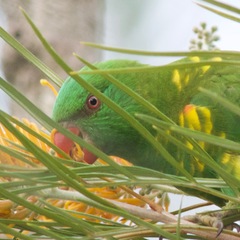 Trichoglossus chlorolepidotus