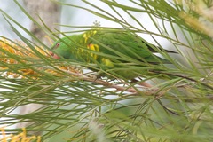 Trichoglossus chlorolepidotus
