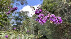 Polygala virgata