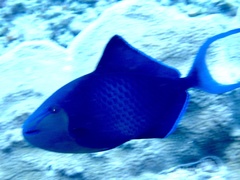 Odonus niger