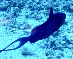 Odonus niger