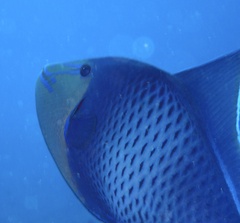 Odonus niger