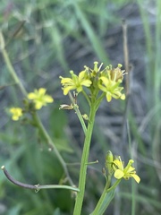 Rorippa nudiuscula
