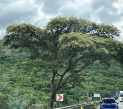 Vachellia sieberiana