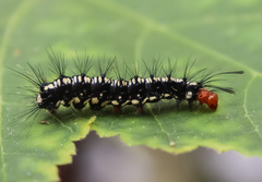 Nyctemera adversata