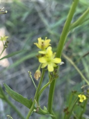 Rorippa nudiuscula