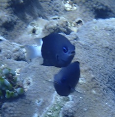 Pycnochromis margaritifer