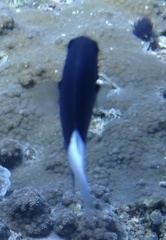 Pycnochromis margaritifer