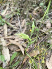 Calochilus