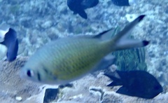Chromis weberi