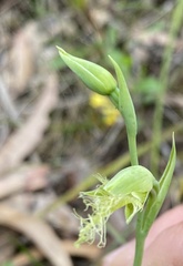 Calochilus