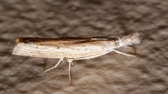 Culladia cuneiferellus
