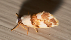 Philenora aspectalella