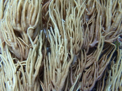 Sclerophytum flexibilis