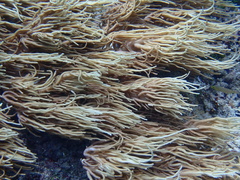 Sclerophytum flexibilis