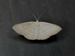 Cyclophora obstataria