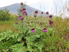 Cirsium purpuratum