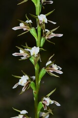 Prasophyllum odoratum