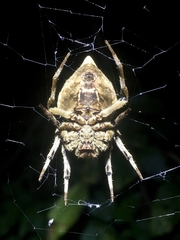 Parawixia