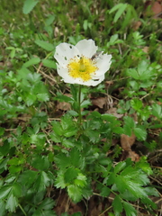 Geum pentapetalum