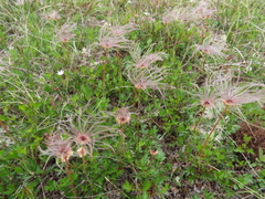 Geum pentapetalum