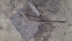 Bathyraja griseocauda