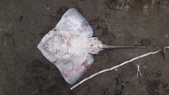 Bathyraja griseocauda