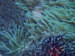 Heteractis magnifica