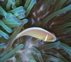 Amphiprion perideraion