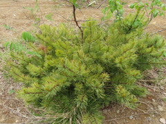 Pinus pumila