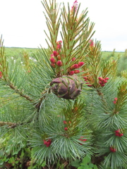 Pinus pumila