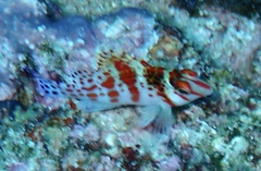 Cirrhitichthys falco