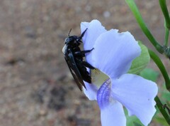 Xylocopa latipes