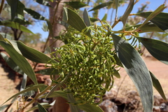 Acacia holosericea