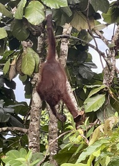 Pongo pygmaeus morio