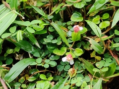 Torenia polygonoides