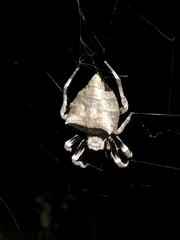 Parawixia