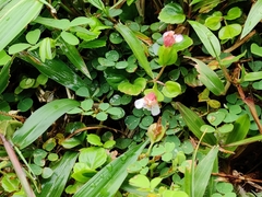 Torenia polygonoides