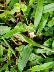 Torenia polygonoides