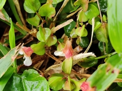 Torenia polygonoides