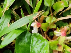 Torenia polygonoides