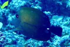 Zebrasoma scopas