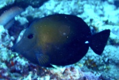 Zebrasoma scopas