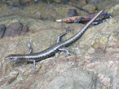 Eugongylinae