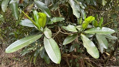 Voacanga thouarsii