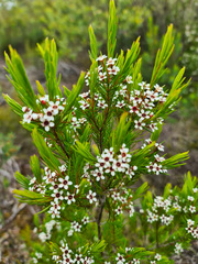 Chamelaucium floriferum